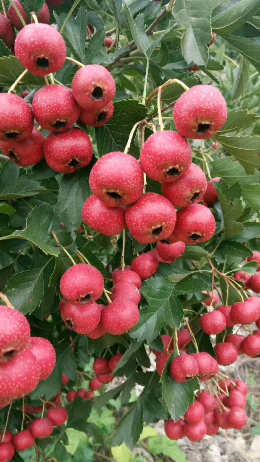 來年能結果山楂樹什麼樣?山裡紅大果山楂樹,果大結果快-度小視