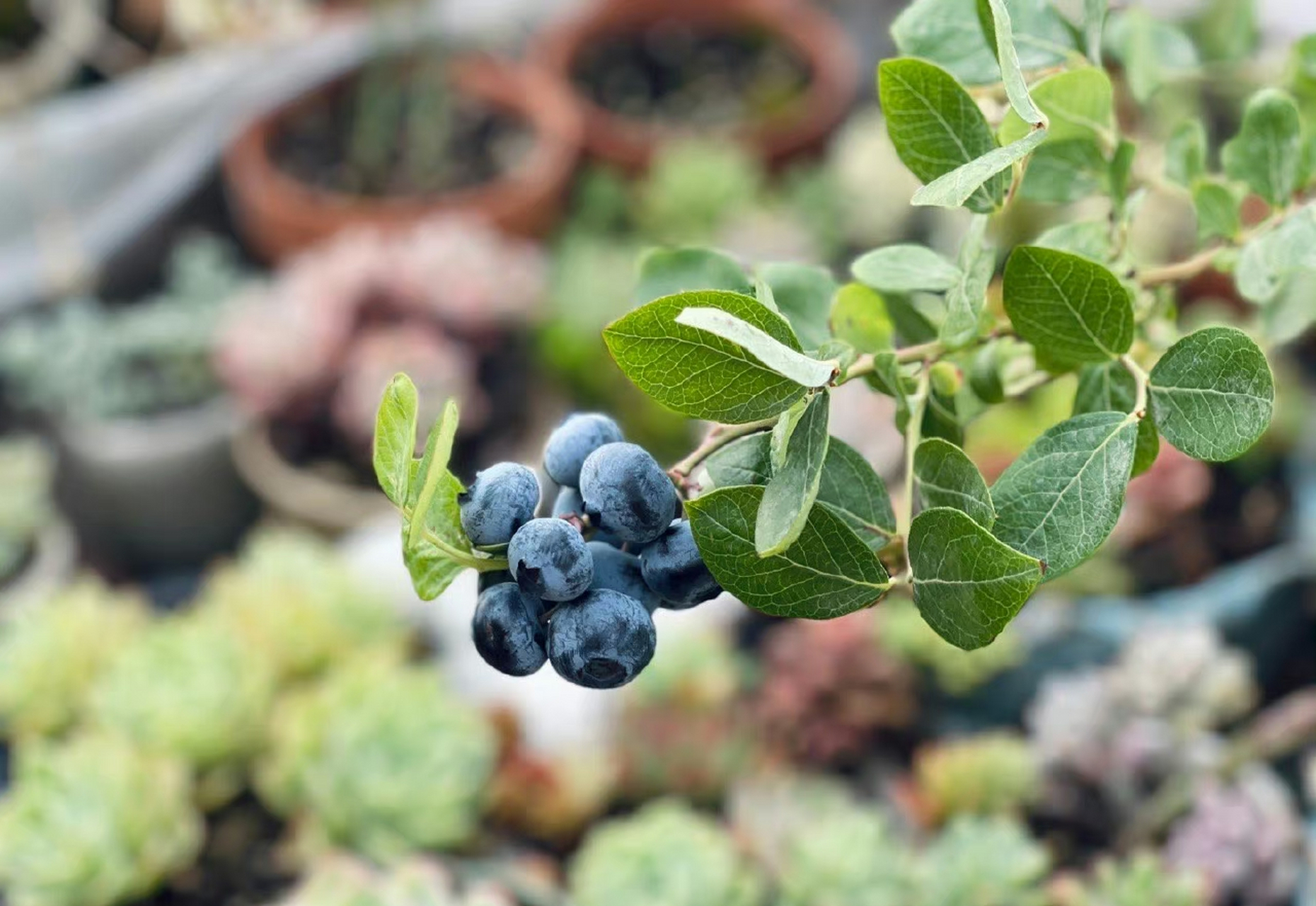 【2023的初夏】08【蓝莓夏普蓝】熟了08