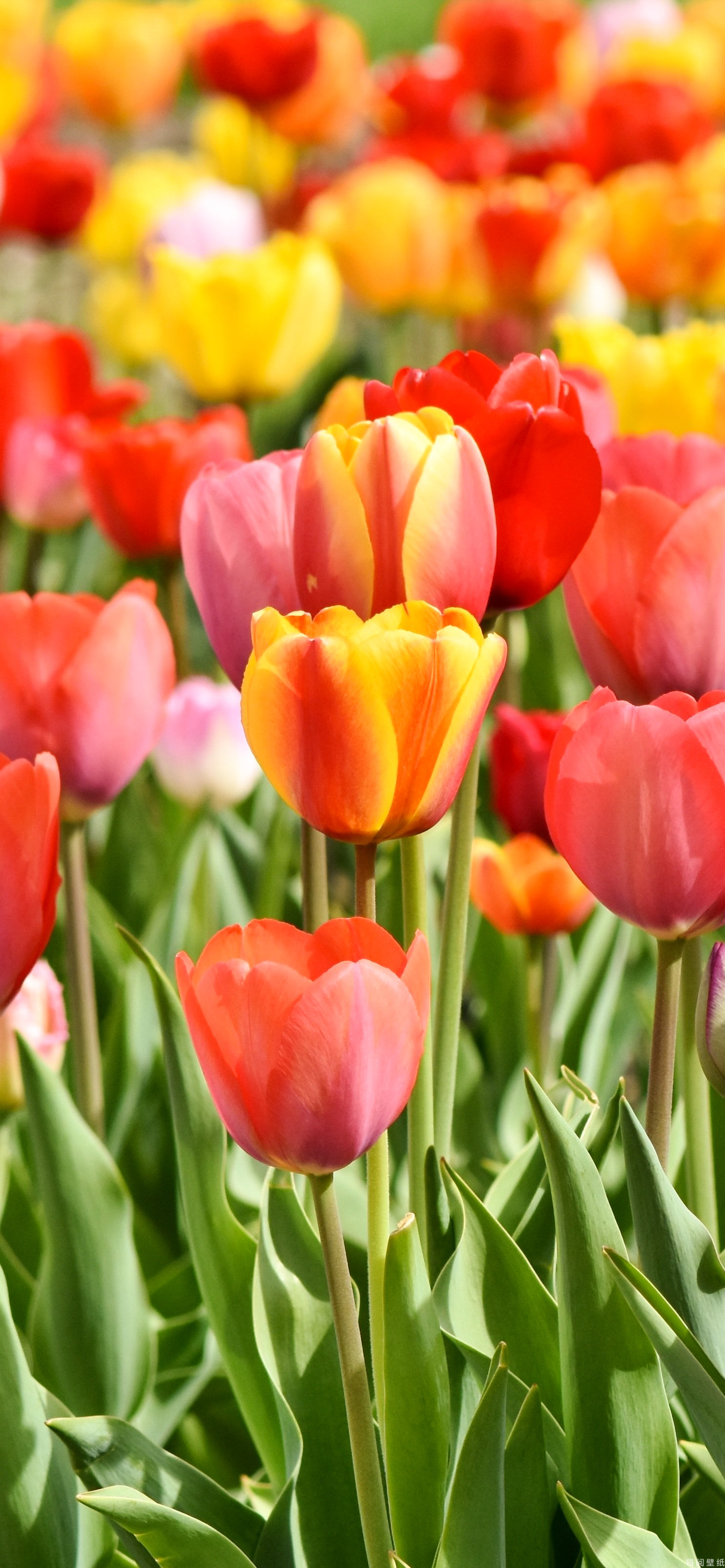 花卉壁纸|浪漫的不是我,是郁金香呀