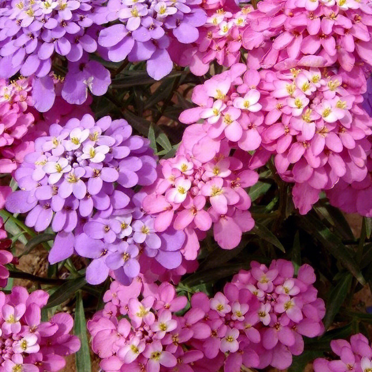 蜂室花是十字花科二年生草本植物,高20