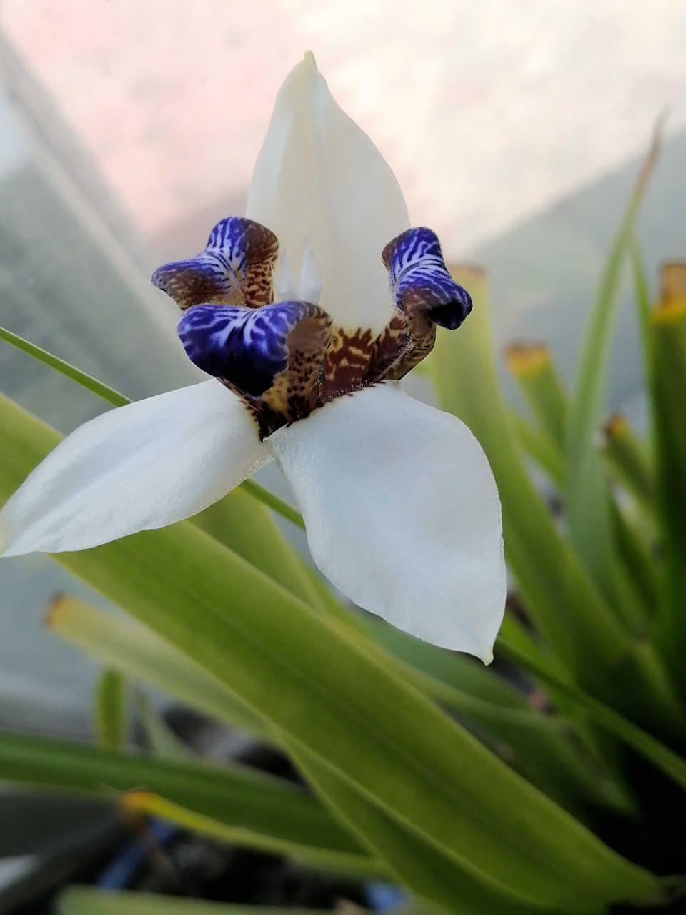 鸢尾花  鸢尾科鸢尾属的多年生草本植物,根茎粗壮;花蓝紫色,上端膨大