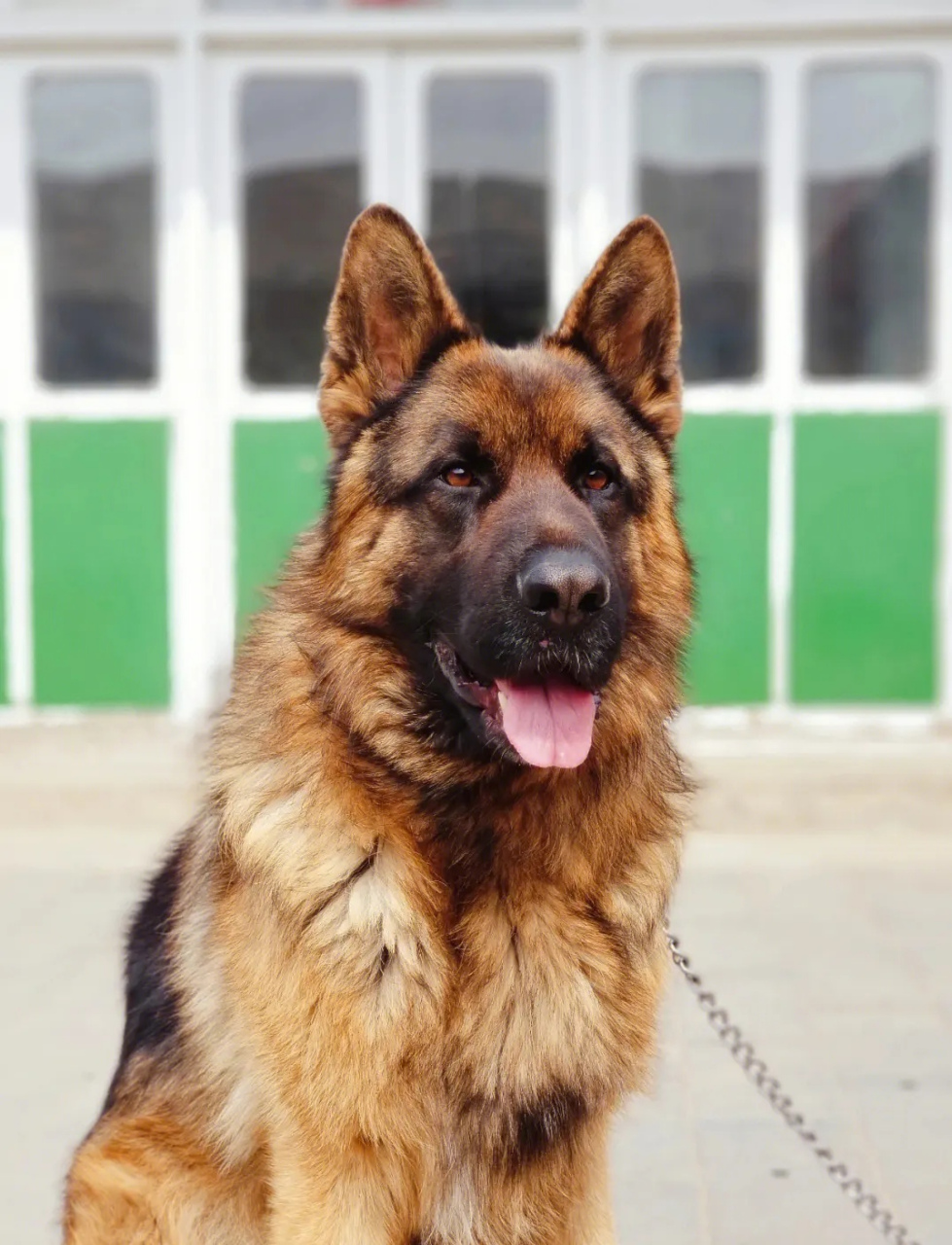 德国牧羊犬,一般训练用作警犬,能力超群