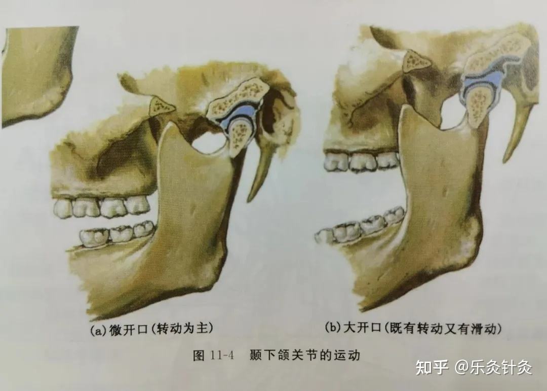 颞下颌关节脱位复位图图片