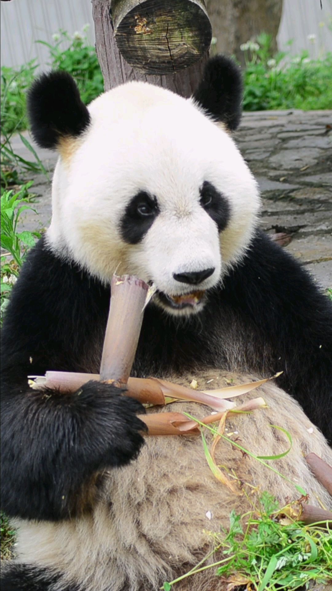 大熊猫津柯吃播,太治愈了!