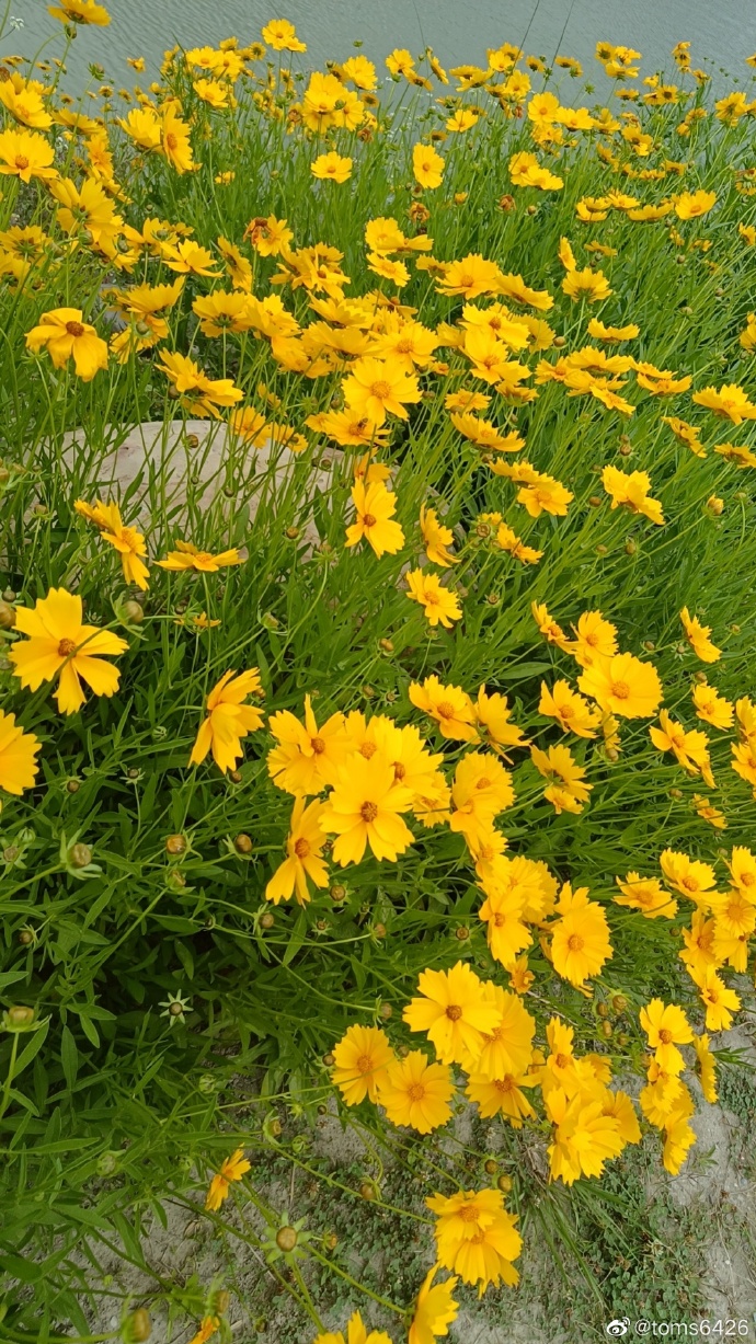 江油市西屏盘龙岛