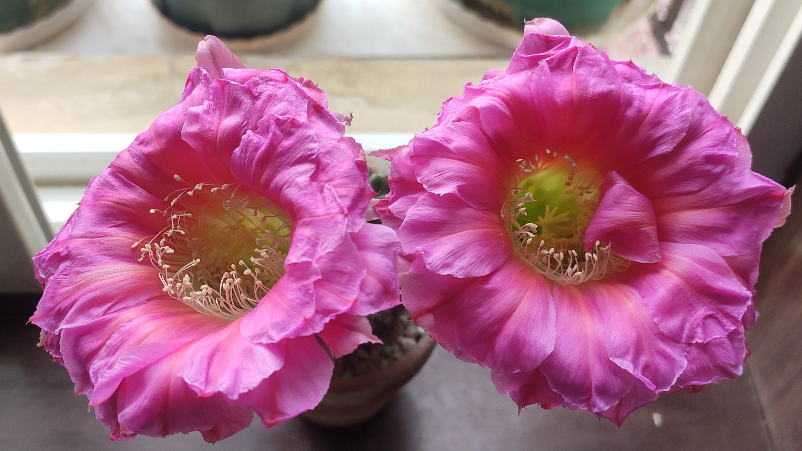 仙人球浓桃筋开花一天记录