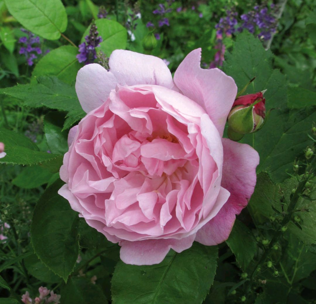 「耐热耐阴抗病」玛丽玫瑰(mary rose)