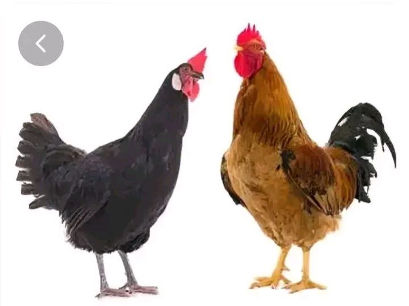 明天就是"七夕",公鸡找到母鸡说:"我想和你过情人节,顺便祝福你节日