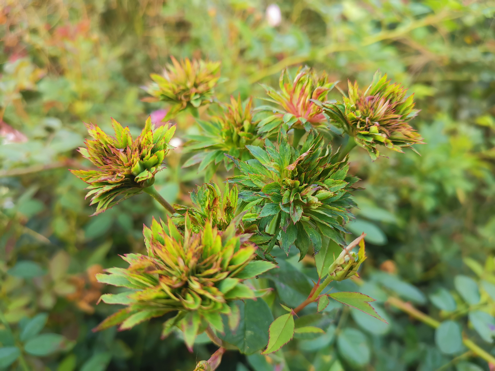 【中国古老珍稀月季品种之绿萼】  中国是月季的原产国,种植历史久远.