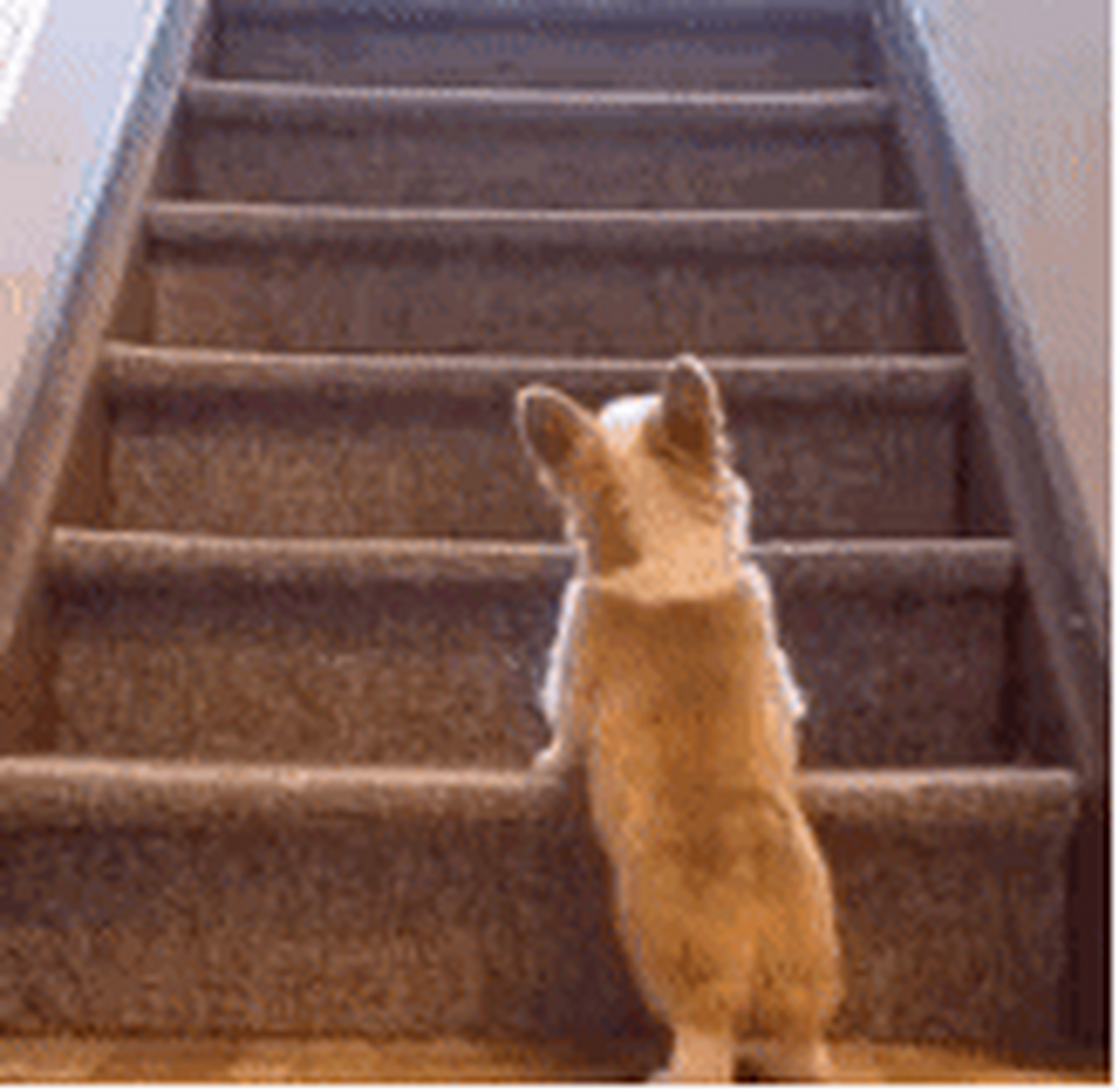 当柯基犬爬楼梯的时候,它的小短腿好可爱[泪奔]#gif创作人