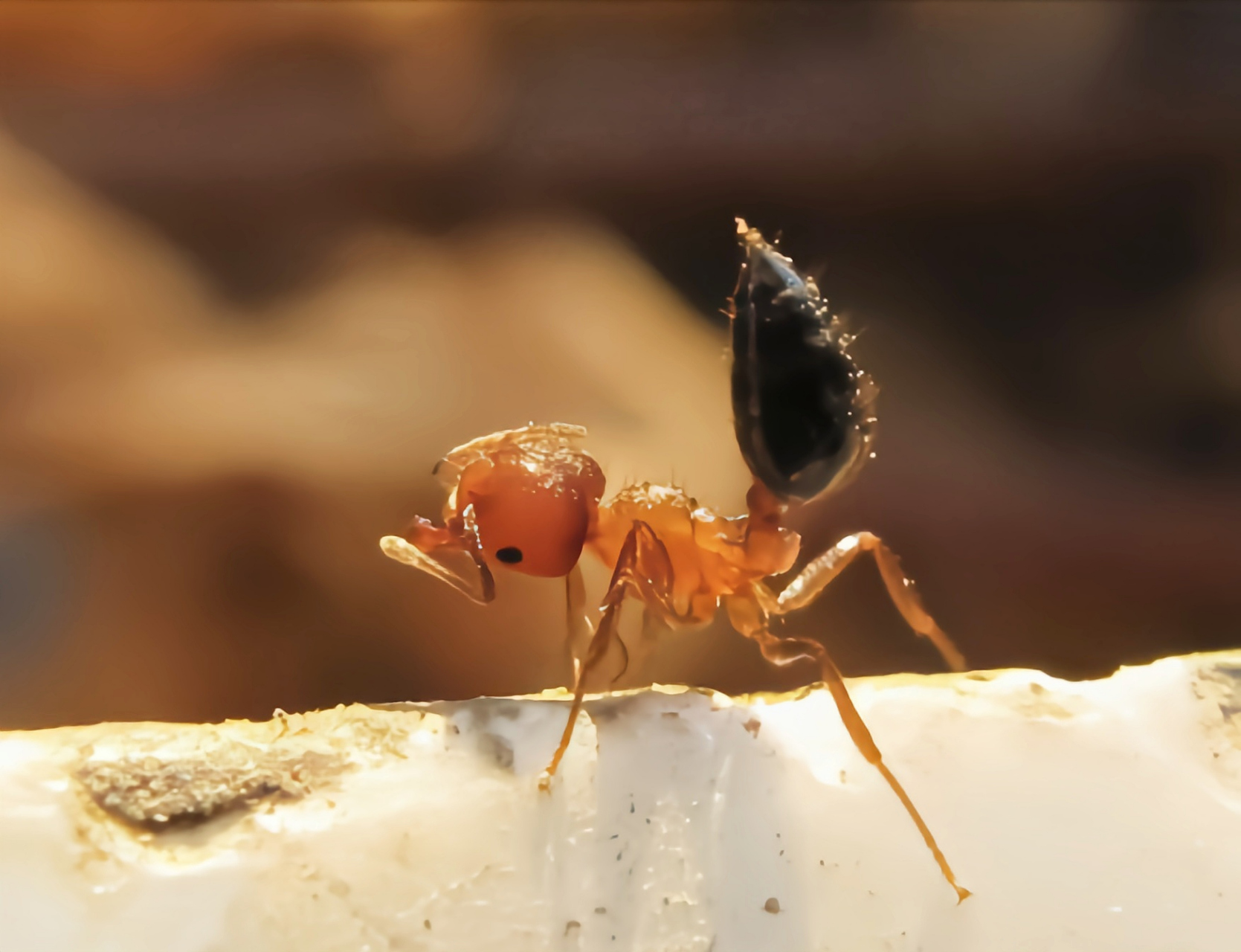 每天认识一种昆虫——黑褐举腹蚁  黑褐举腹蚁是昆虫纲,膜翅目,切叶蚁