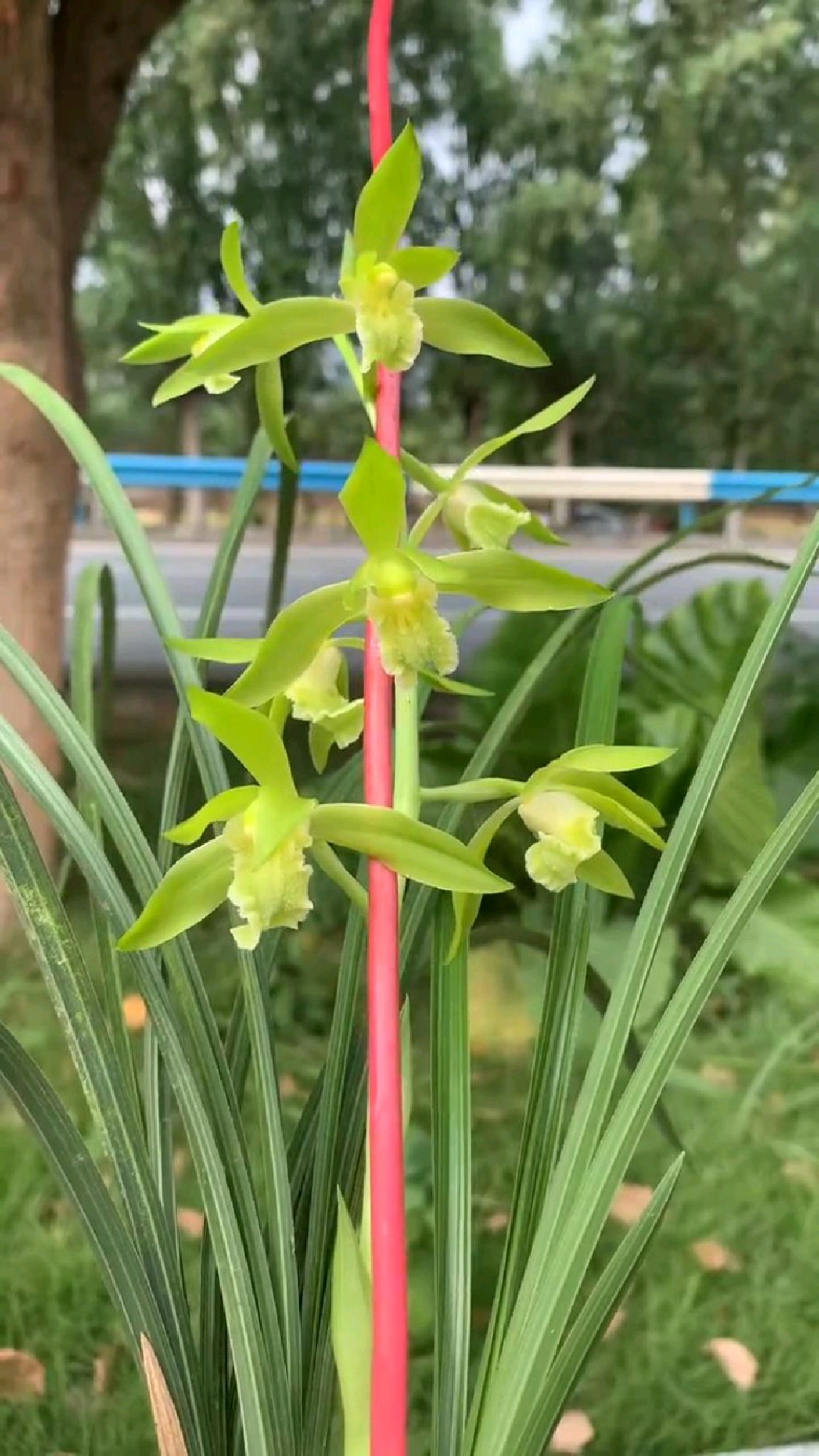 蕙兰经典素花,温州素