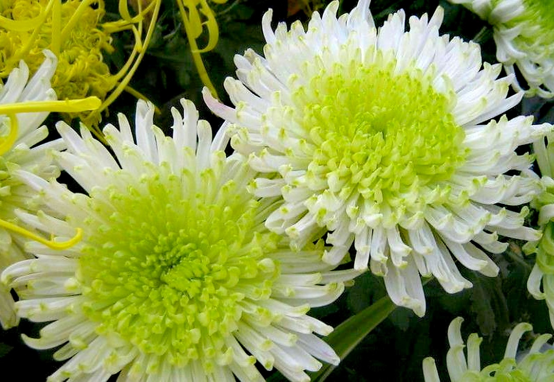 九月动态激励计划# 菊花——绿牡丹  绿牡丹花瓣多轮不露心,开皇北