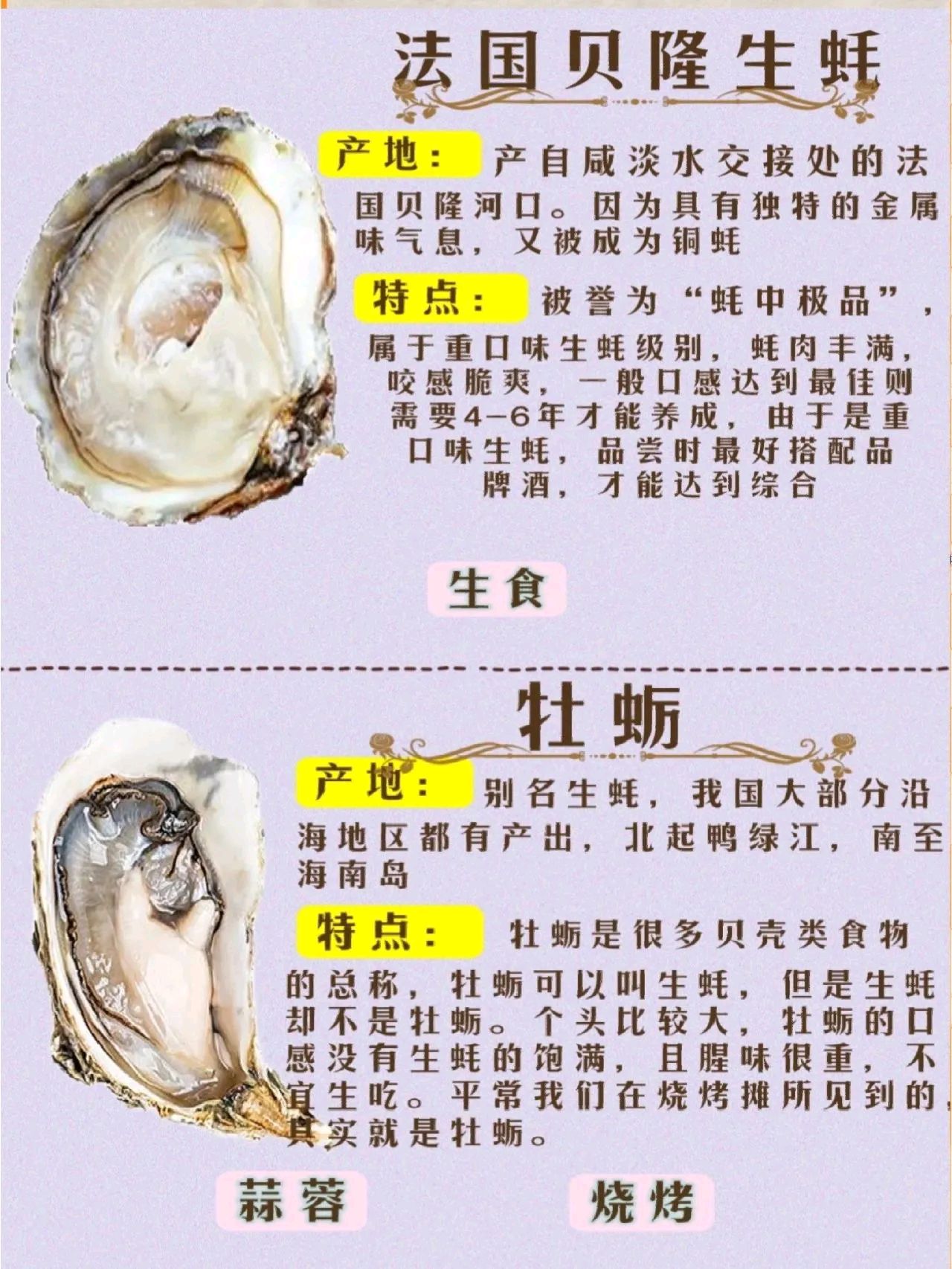 常见生蚝及营养价值