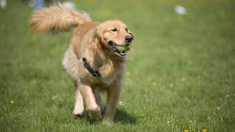 狗左右搖尾巴,分別代表什麼?搖尾方向含義被我國科學家首次破譯