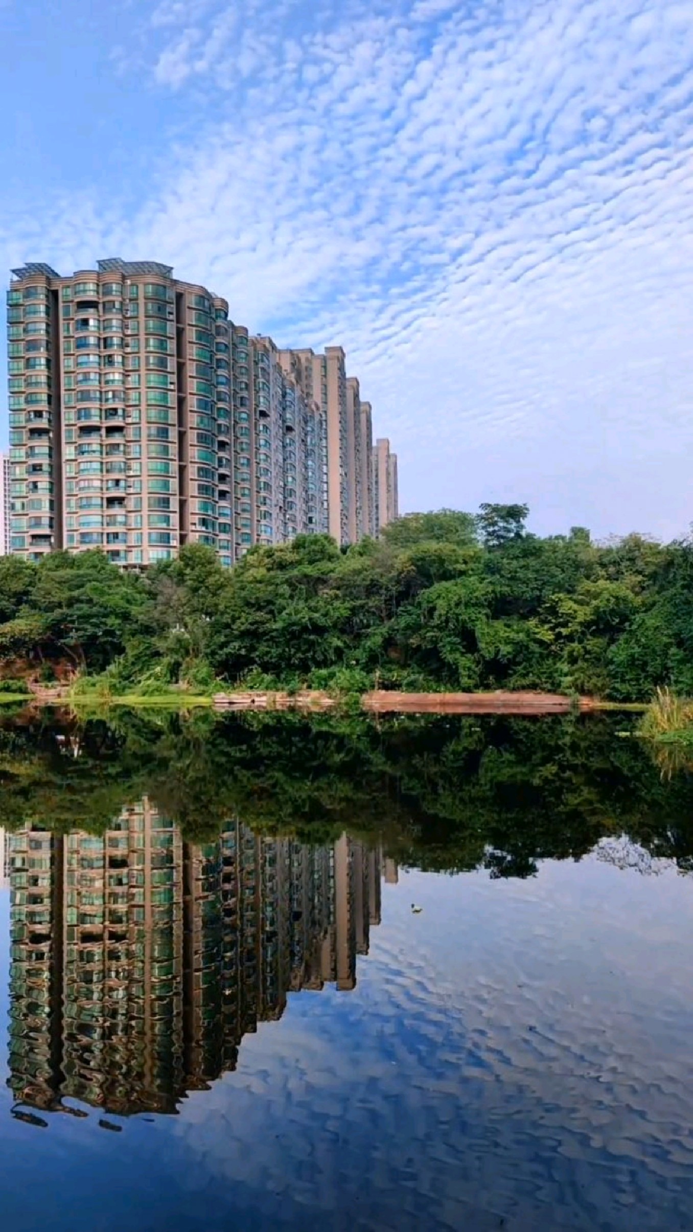 今早在衡阳市平湖公园散步时手机随拍的鱼鳞云.-度小视