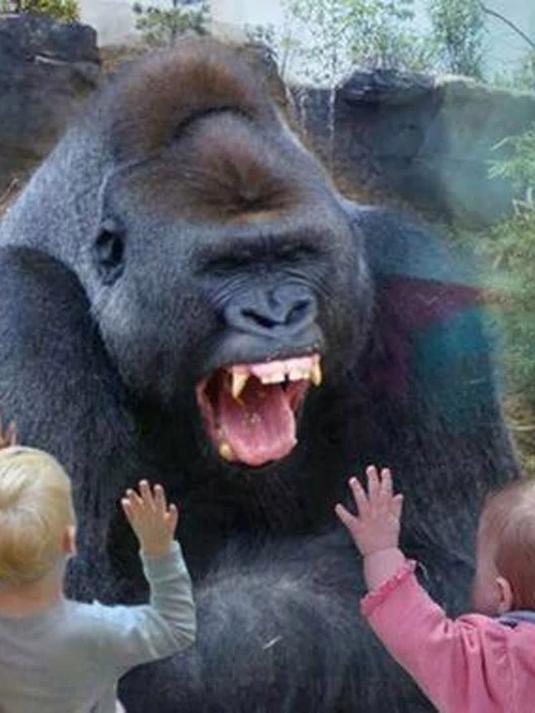 小女孩模仿大猩猩捶胸,猩猩直接一拳砸裂玻璃,镜头拍下全程!