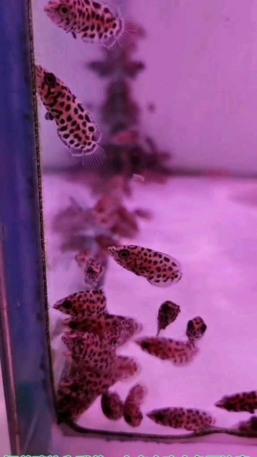 梅花鱼,单独养,好看又有趣,群养很动人