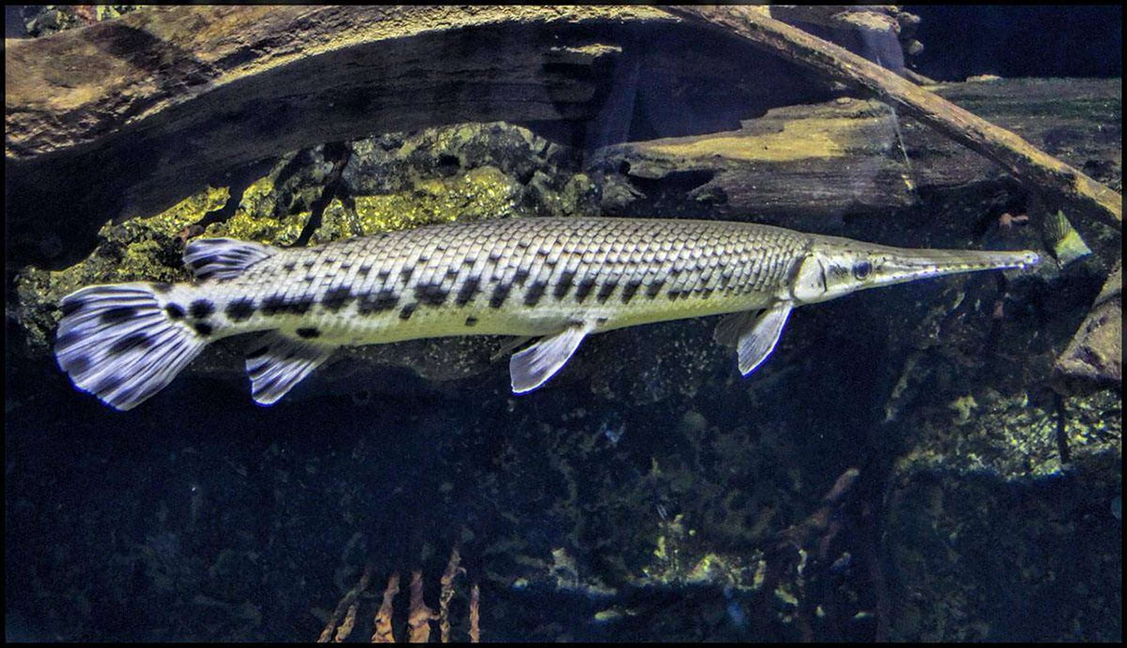鳄雀鳝(学名:atractosteus spatula):是雀鳝目,雀鳝科,大雀鳝属动物.