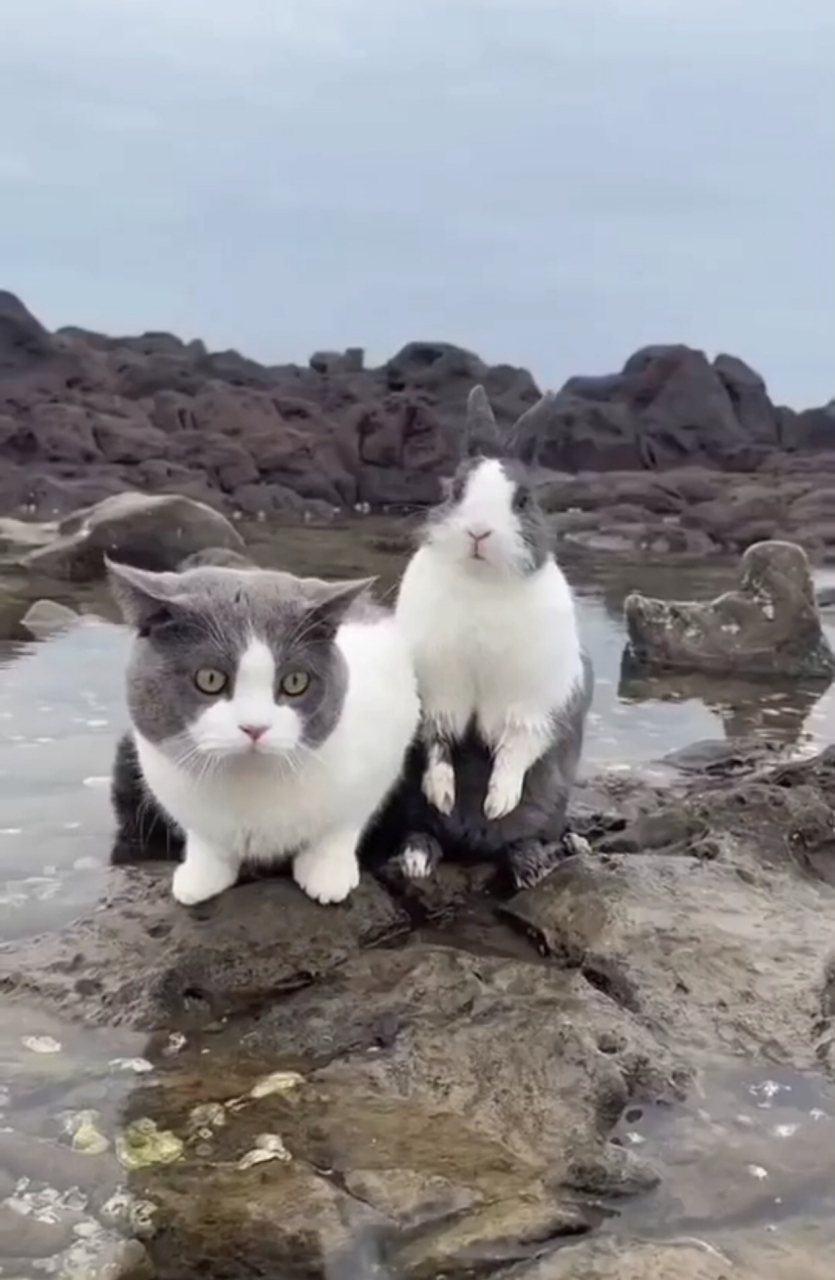 兔子和猫咪撞衫.#趣图搞笑# #猫咪