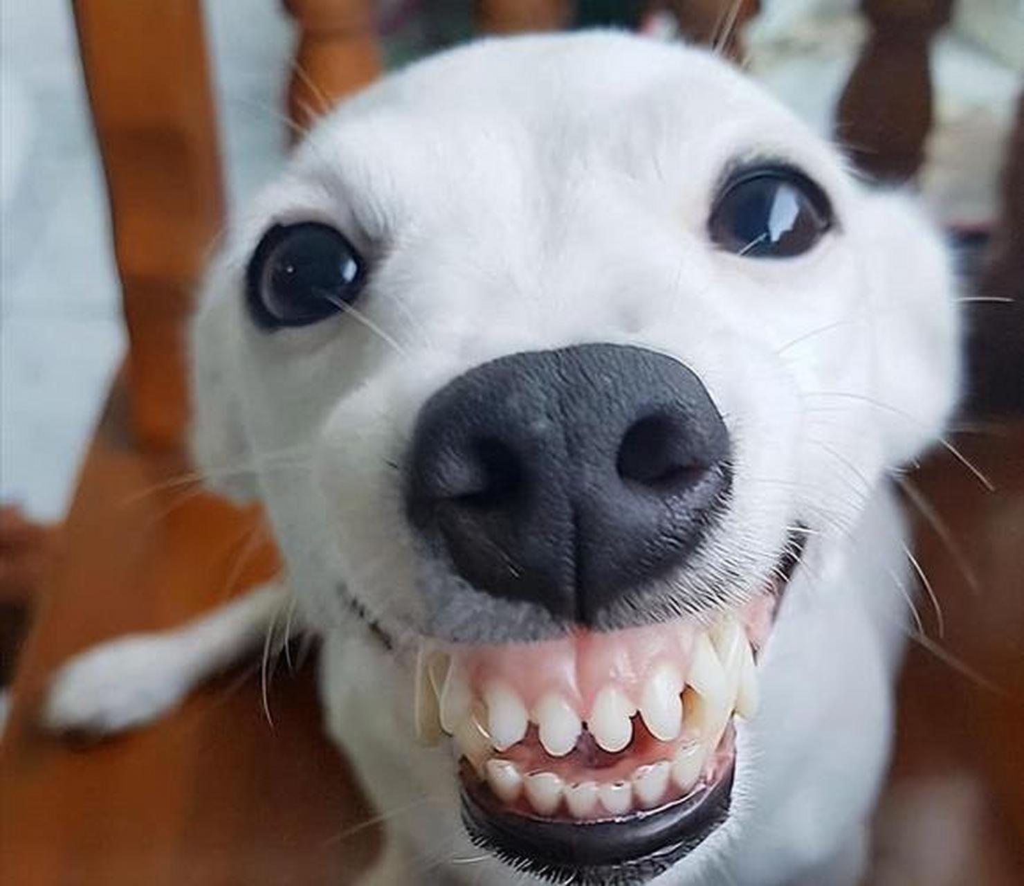 微笑狗恐怖哈士奇图片