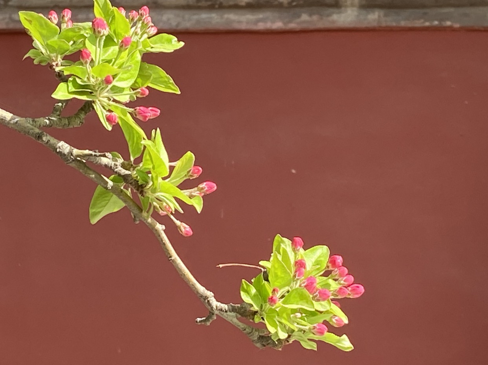 故宫文华殿的海棠这个周末就会开了.现在正是花苞期