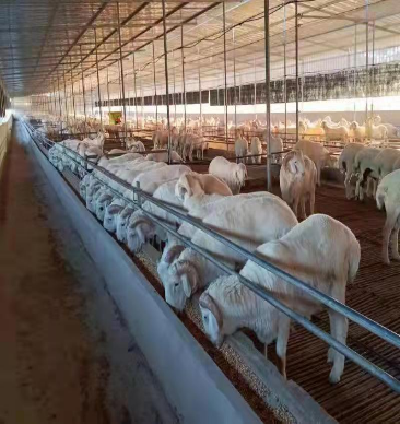 唐县葛堡村肉羊产业入选河北省"一村一品"十大典型案例