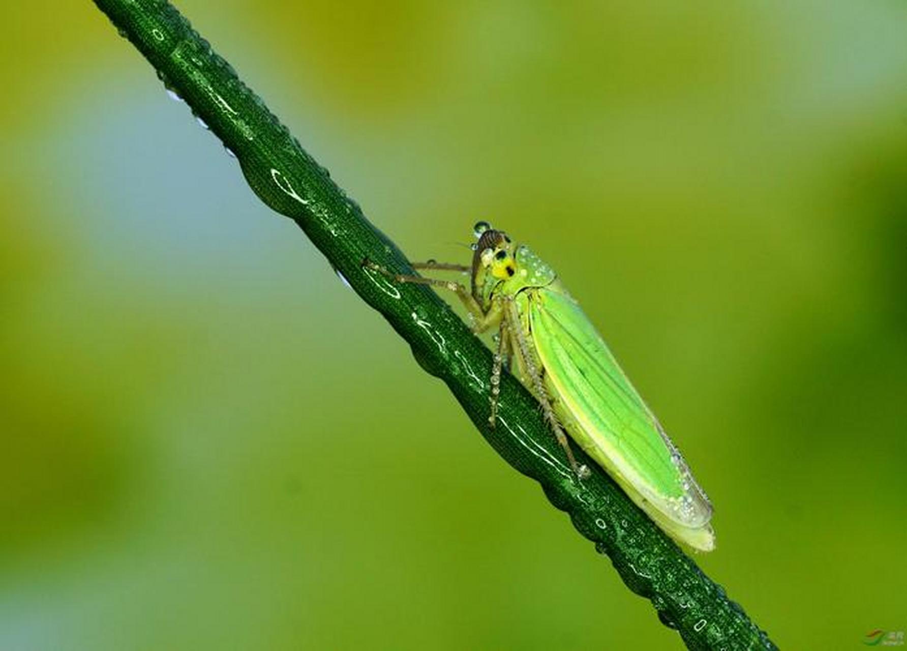 每天认识一种昆虫——小绿叶蝉 小绿叶蝉是半翅目叶蝉科昆虫.
