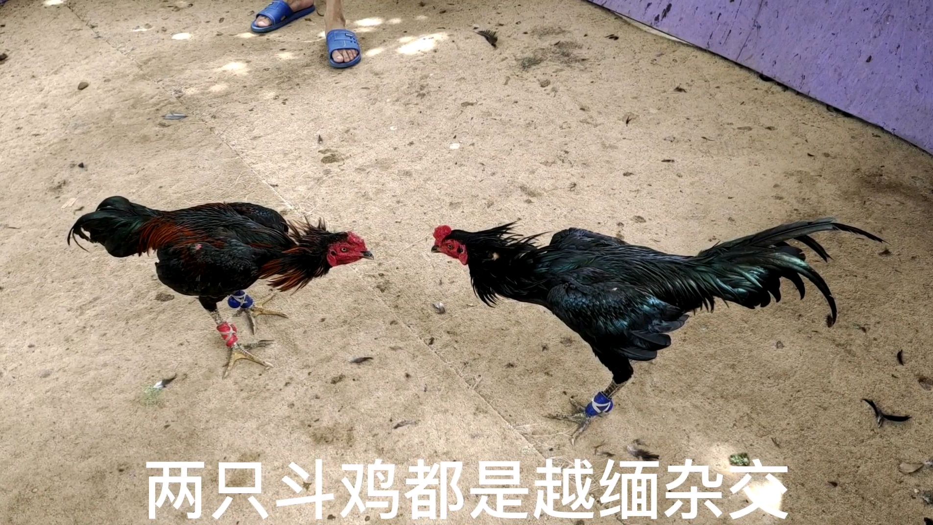 七个月缅越斗鸡第一次校,正面拼杀炸弹腿