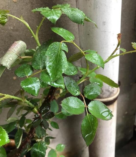 盆栽月季盲枝盲芽怎么办?怎么让它开花?