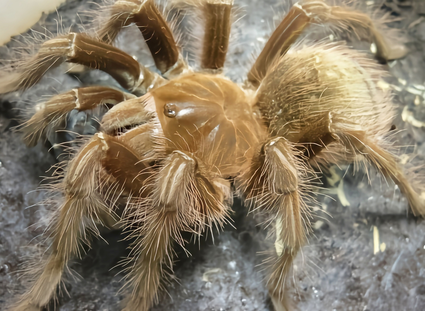 每天认识一种动物——亚马逊巨人食鸟蛛 亚马逊巨人食