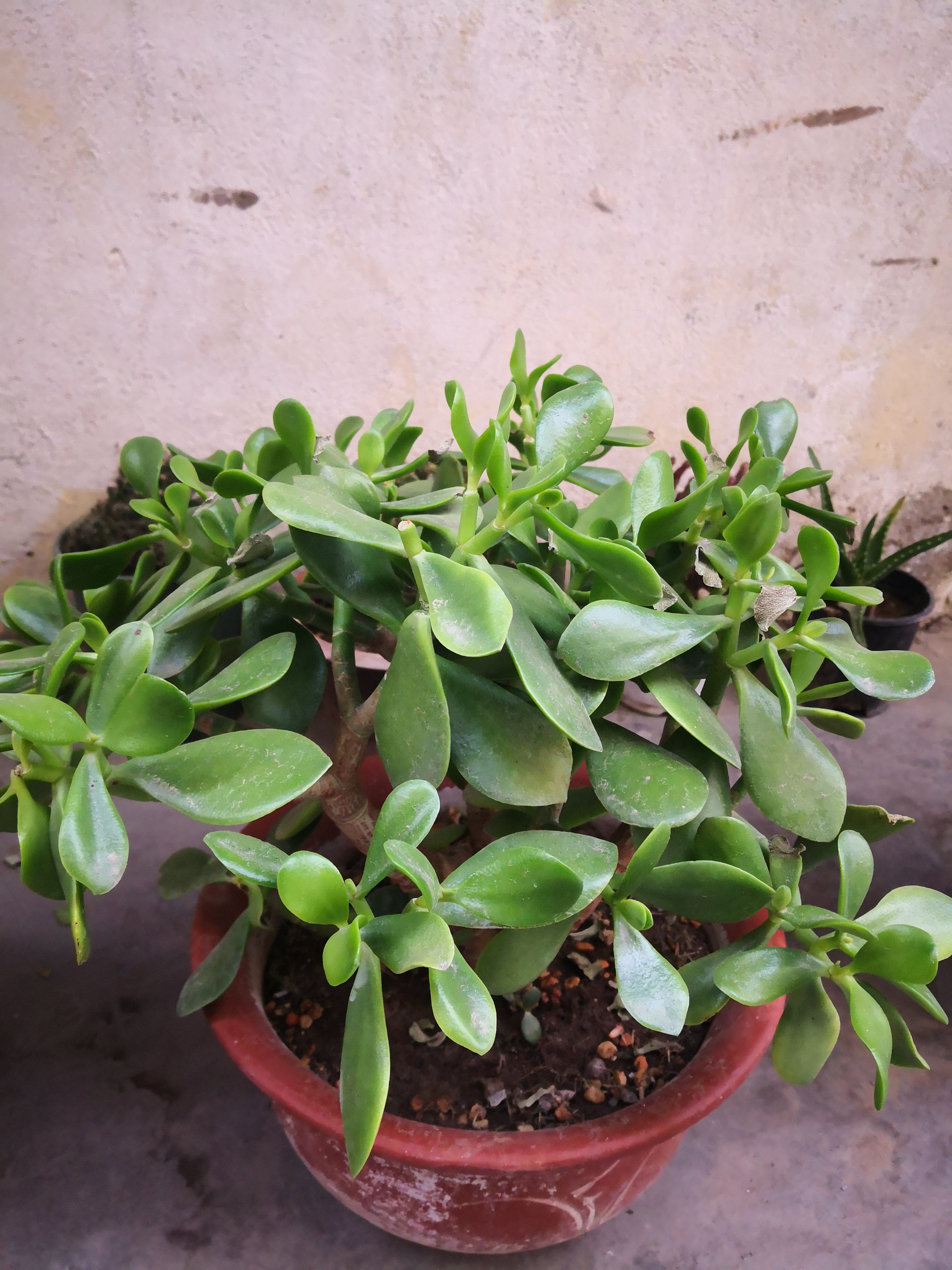 玉树擎天,碧绿粲然