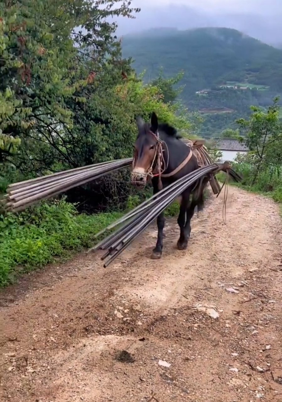 为他人当牛做马,是褒义词,形容为了他人能吃苦,任劳任怨,看这马,主人