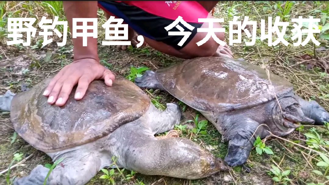 野钓:野生大甲鱼钓的才过瘾!今天两只加起来最起码有二十斤重