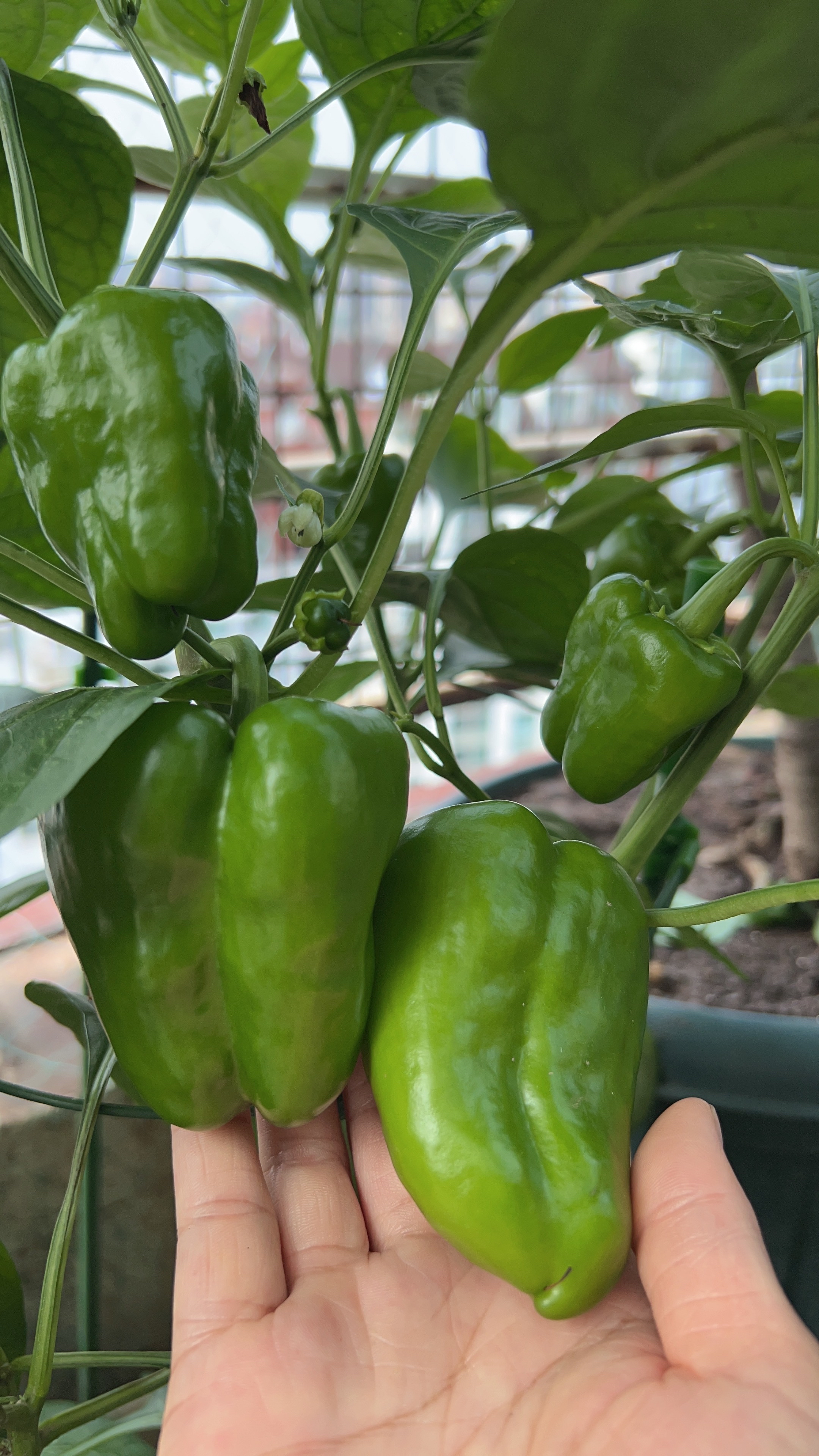阳台盆栽辣椒种植方法