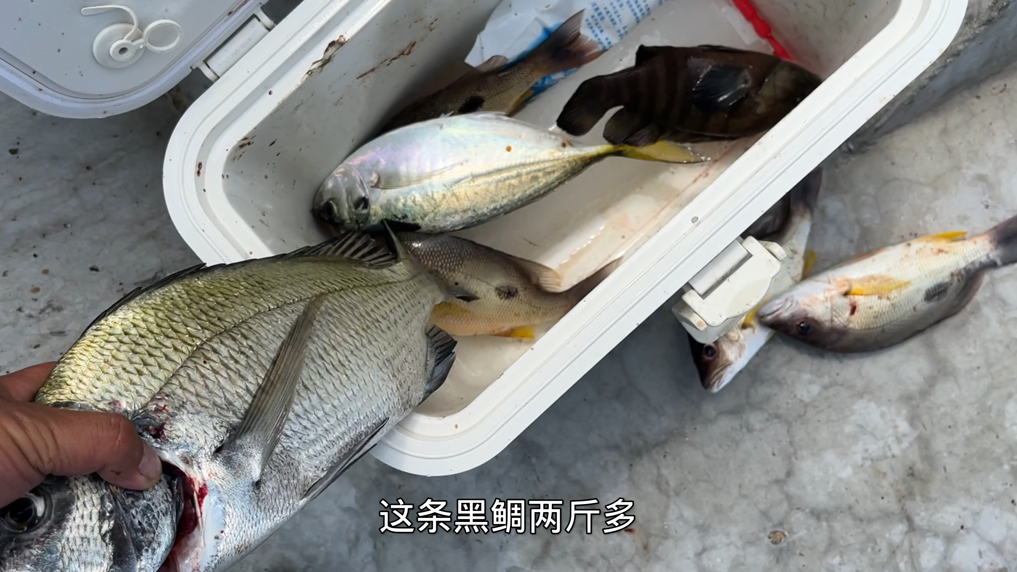 本想路亚钓马友鱼,只怪太挂底,转为矶钓,不打窝一样有大鱼