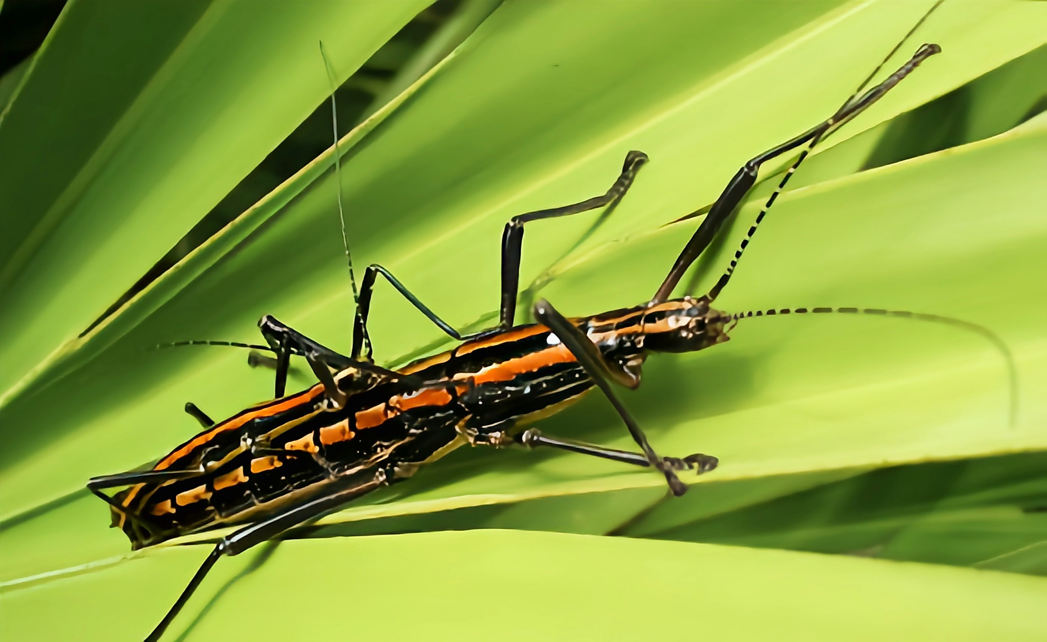 每天认识一种昆虫——双带缺翅39 双带缺翅39又名恶魔骑士,双纹