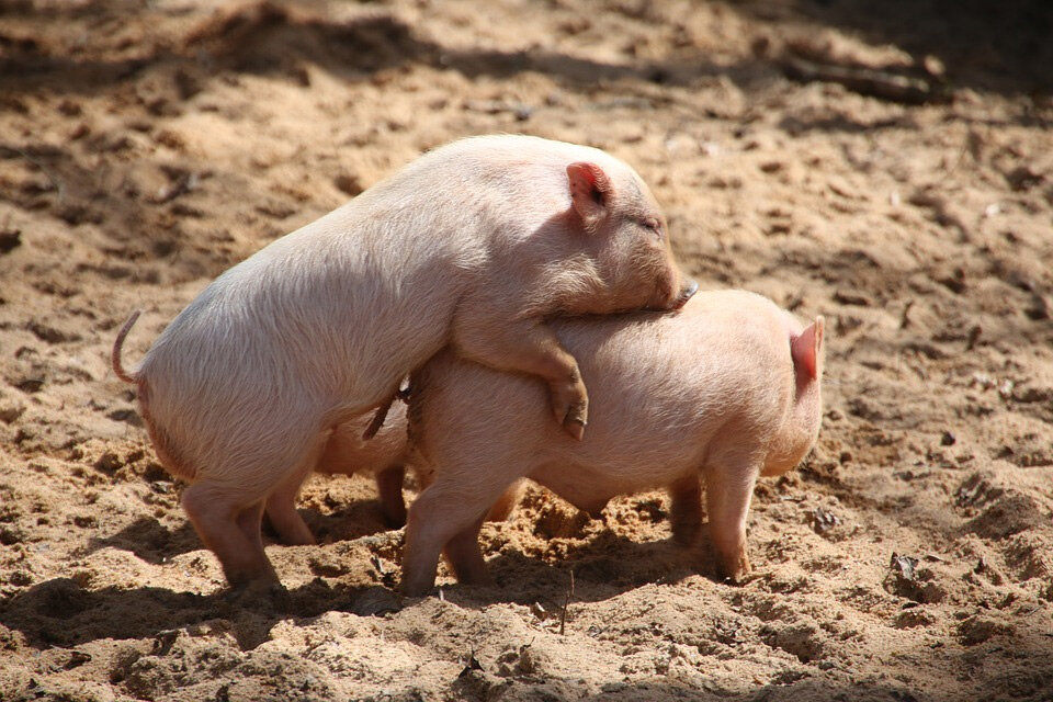 猪和猪亲嘴的照片图片