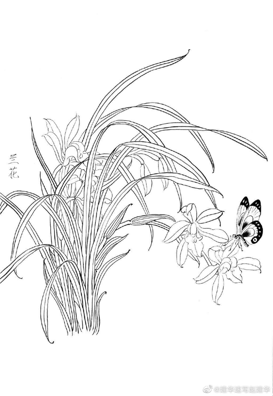 画师:建华速写赵建华  花卉白描