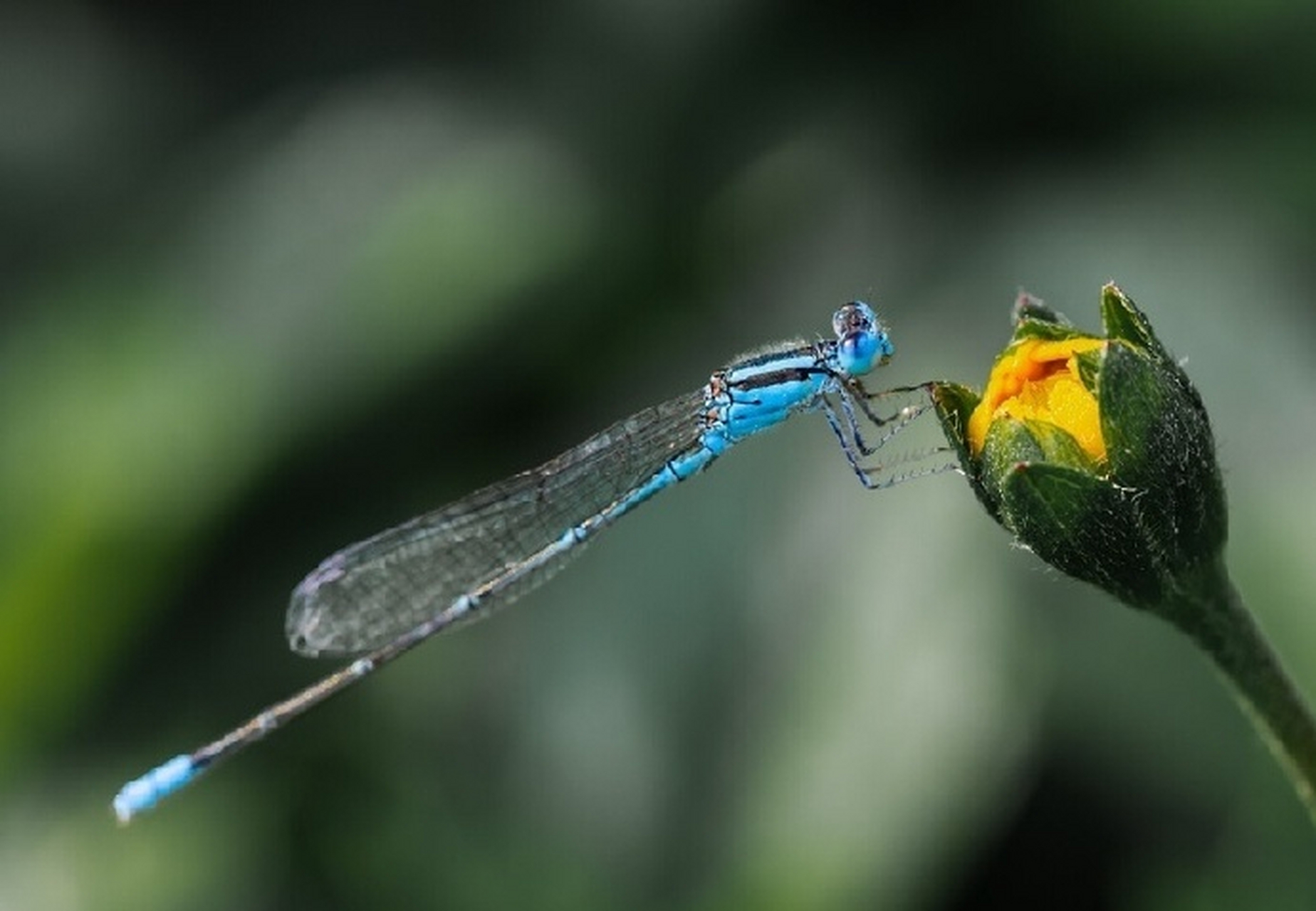 【  夏日小精灵 · 豆娘 …  】