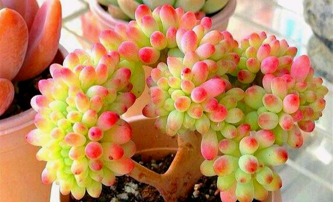 乙女心多肉的养护方法:传递爱与美的绿色植物