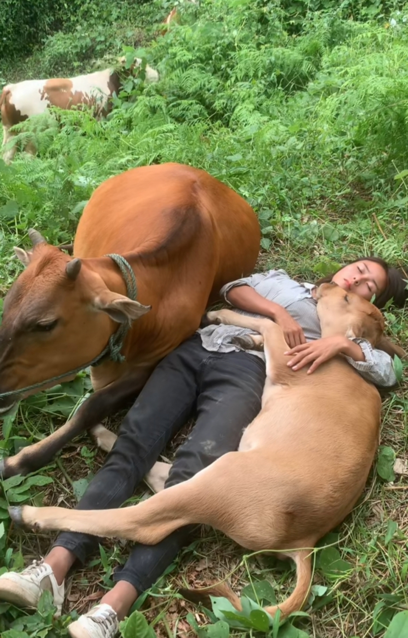 这放牛娃这样和牛睡在一起!也太幸福了!这是现实版的牛郎织女吧!