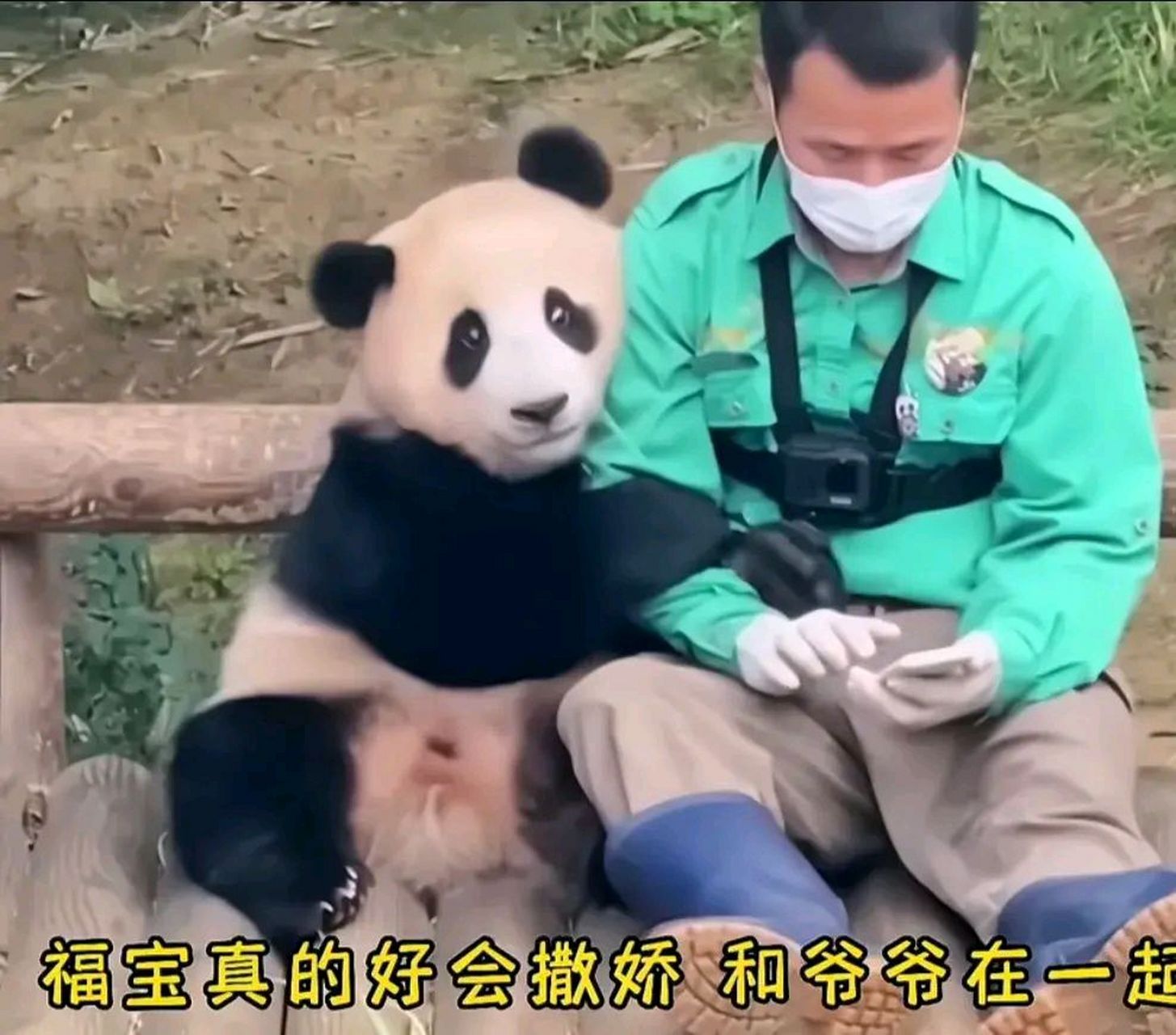 熊胳膊一定要扒拉着爷爷,躺在爷爷身边翘着二熊腿,哈哈哈