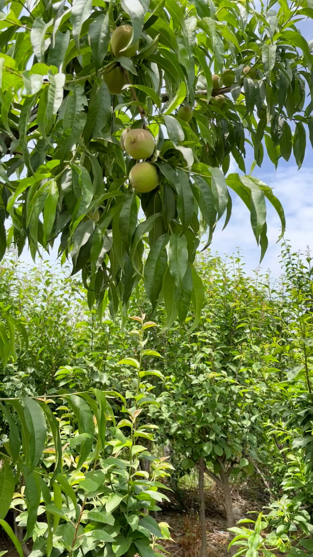六月粉成熟的中桃金魁黄桃,果个大,颜色全黄
