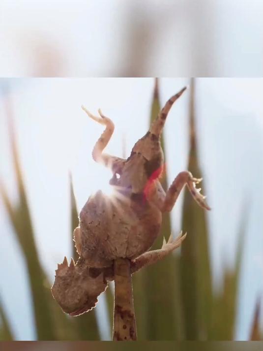 穿刺大神,伯劳鸟,残忍无比,专业撸串一百年