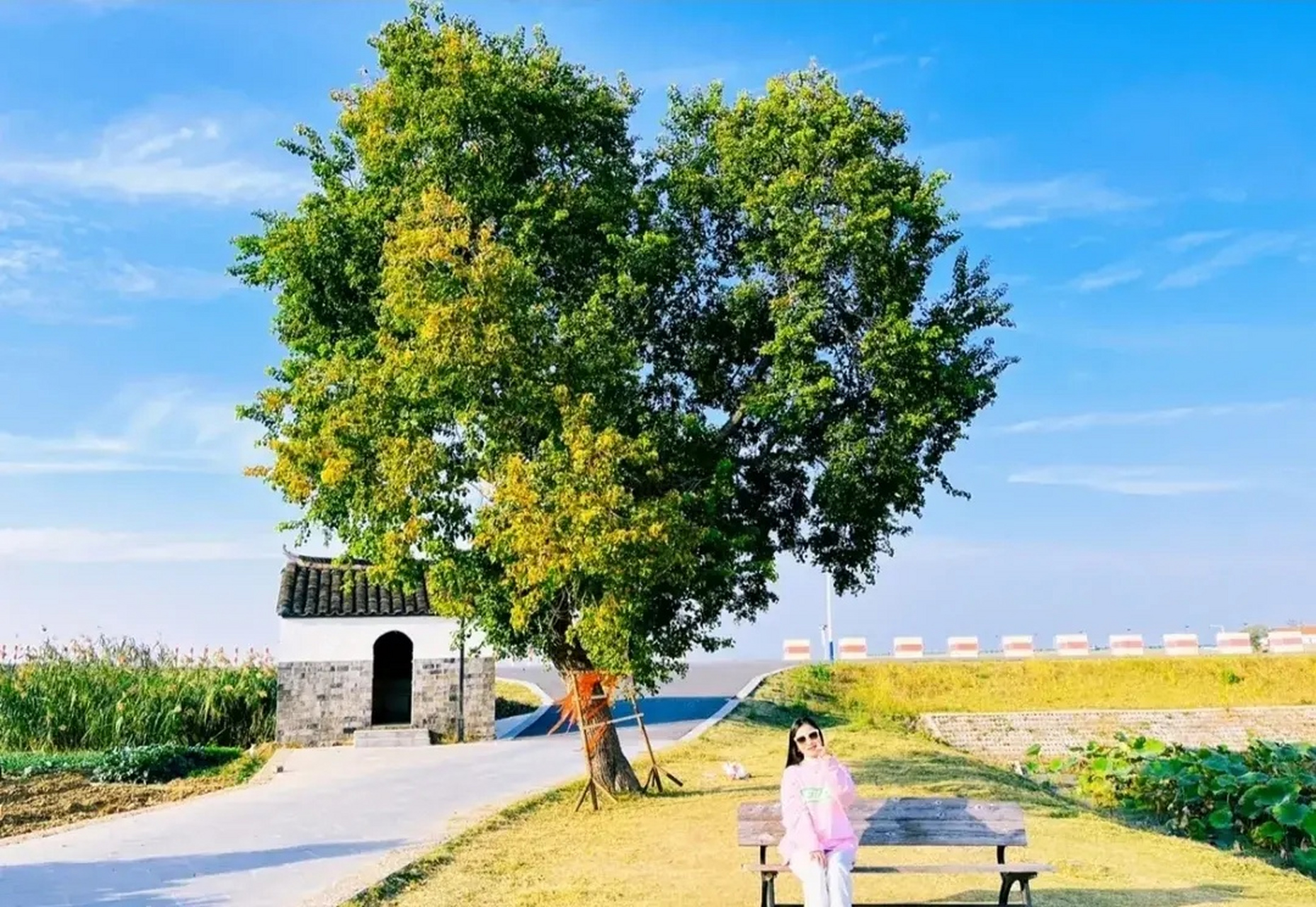 同一颗爱心树,春夏秋冬拍摄的画面,各有各的意境,太美了