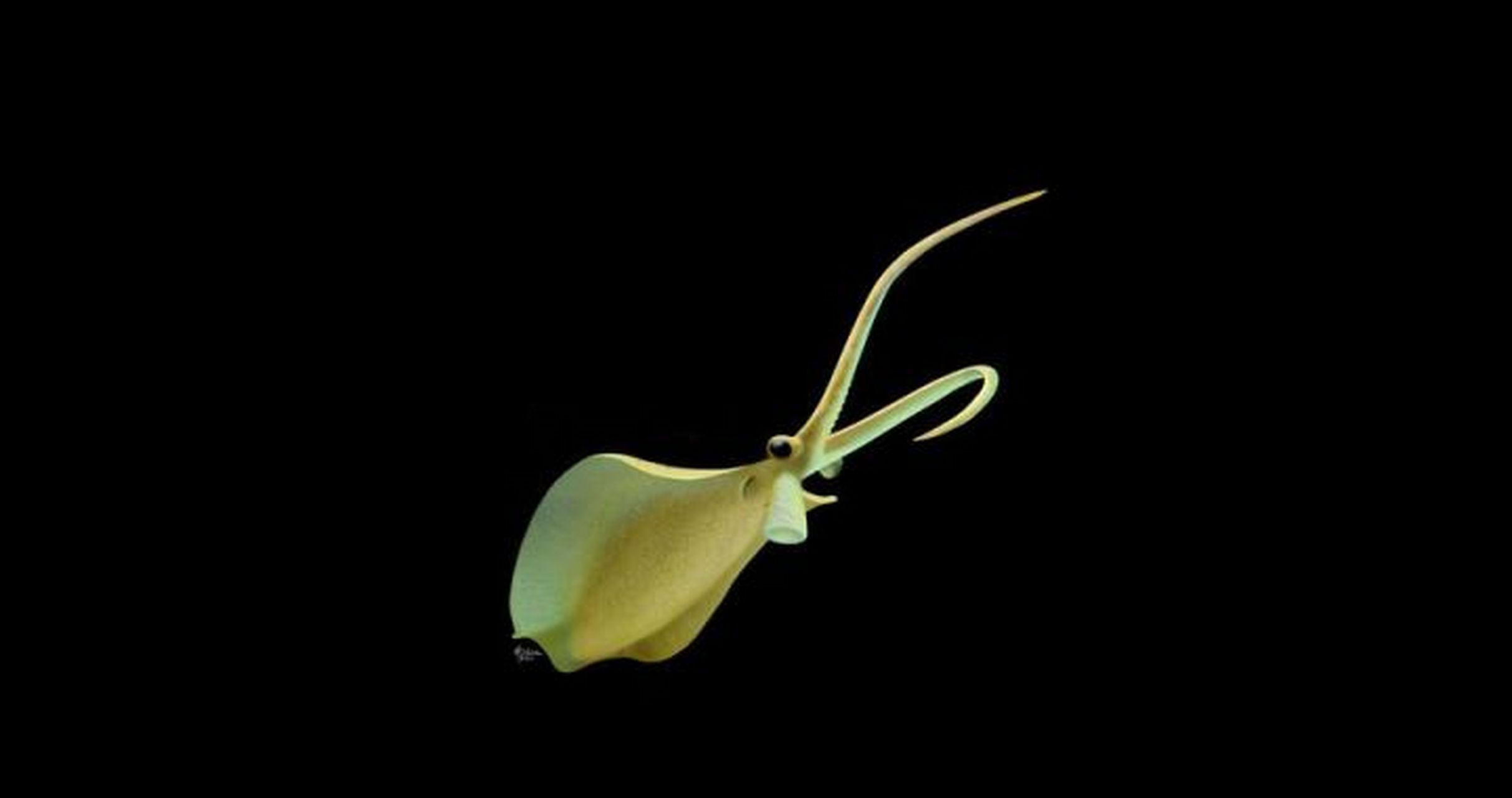 远古生物探秘——内耶克虫  内耶克虫与塔利怪物,提丰怪物一起,被称为