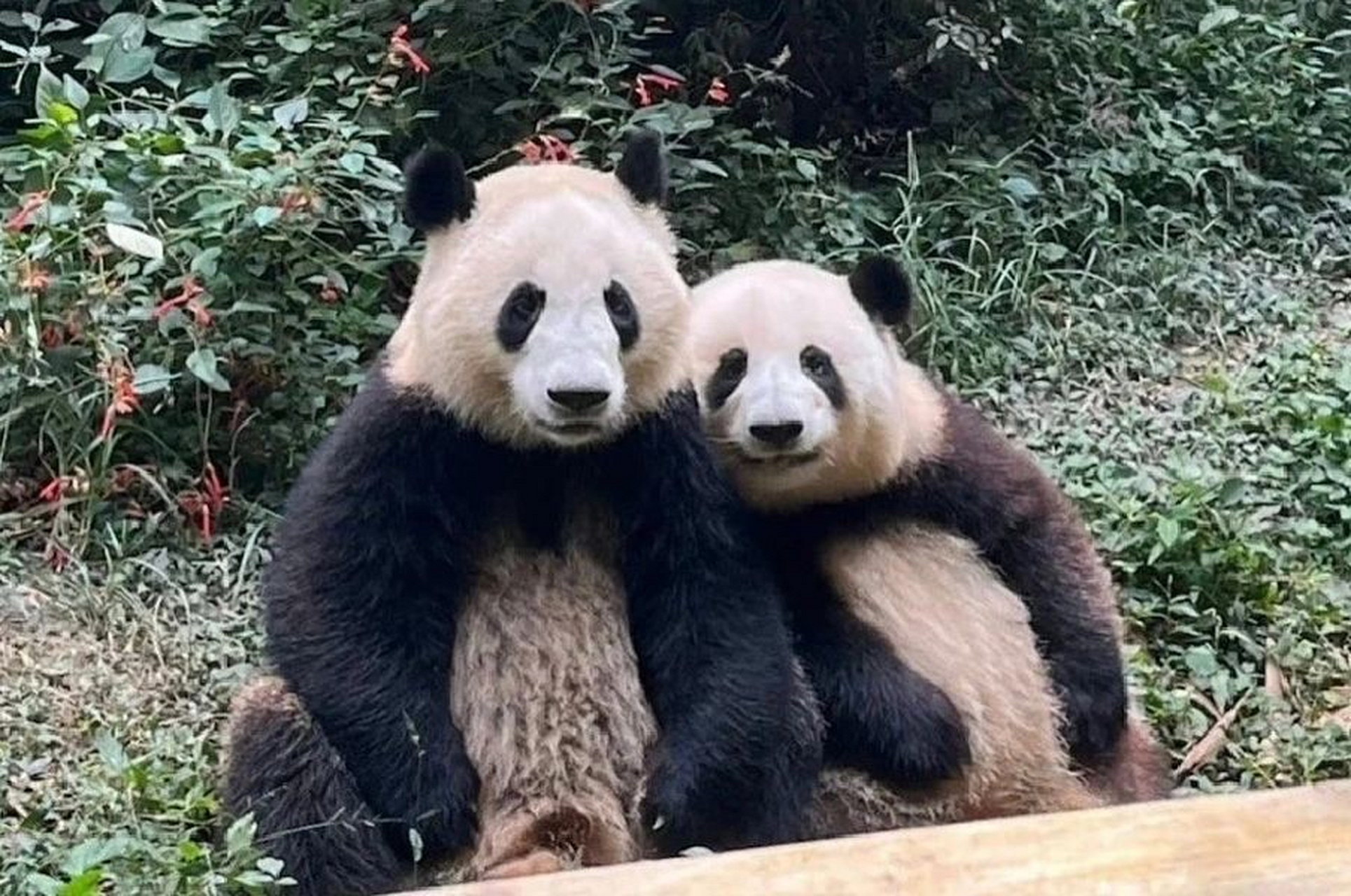 花花跟和叶是最好的姐弟