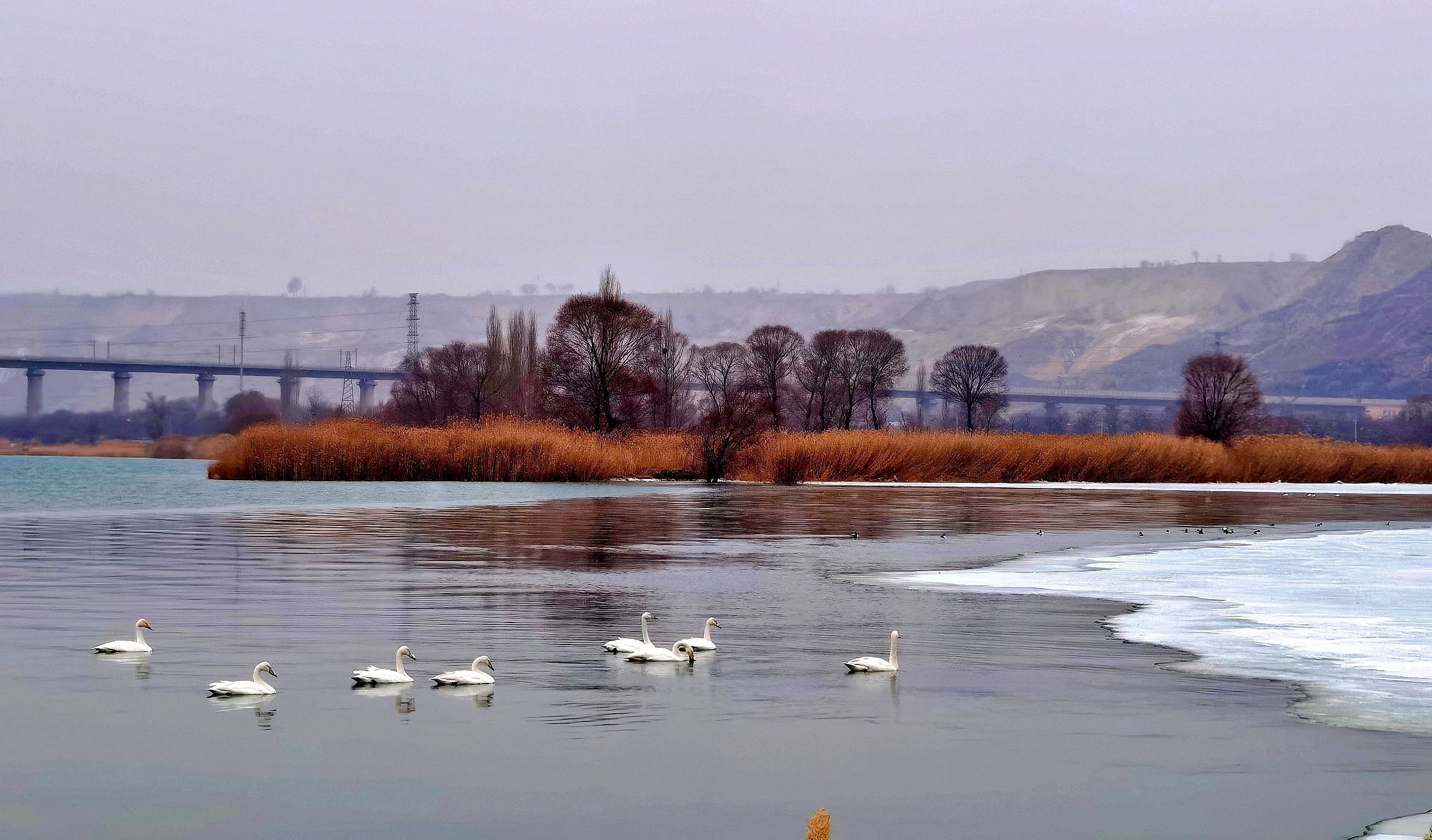 美丽的兰州三江口天鹅滩