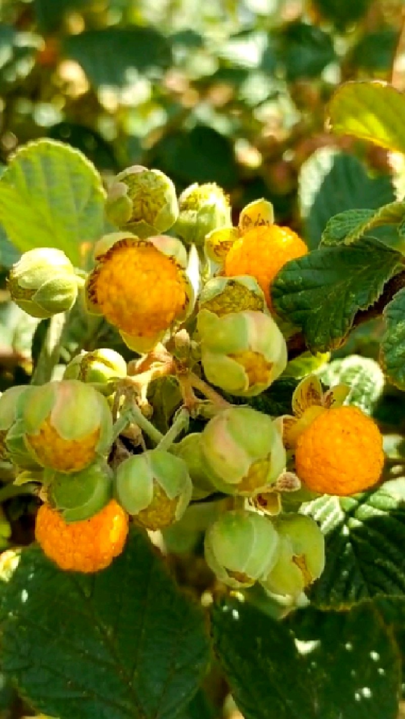 野红泡一种营养价值和药用价值很高的野生水果